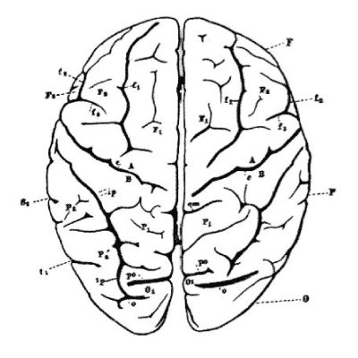 The Brain as drawn by Darwin